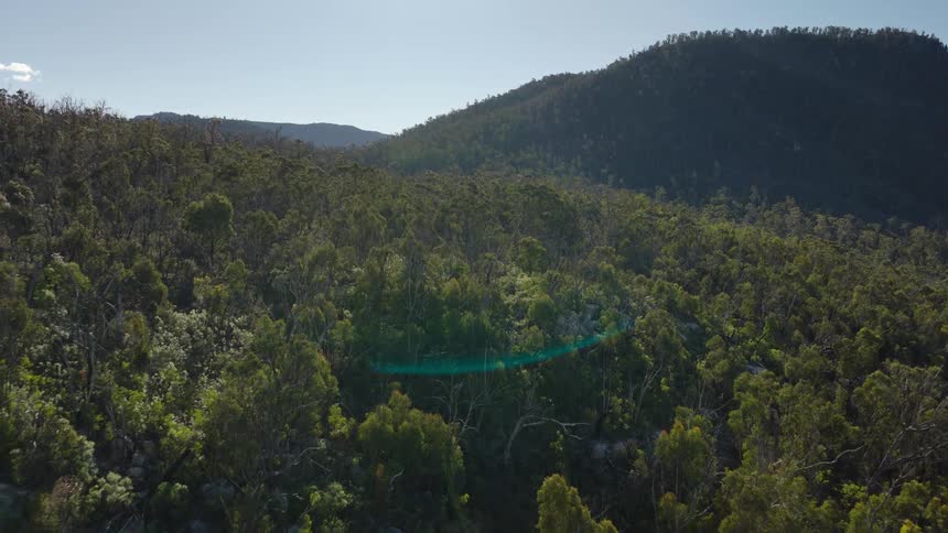 A stunning aerial shot glides over a vast sundrenched forest revealing a long canopy bridge suspended high among the treetops with rolling mountains in the distance