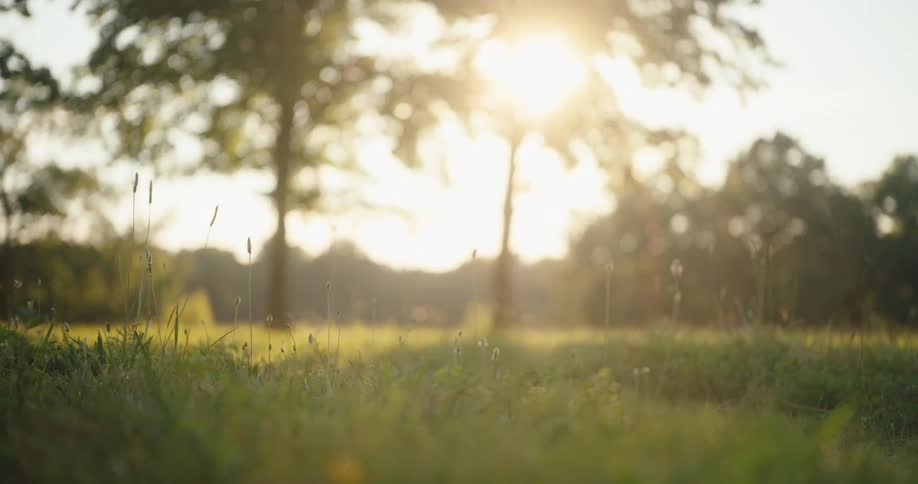 A view of some grass in a field