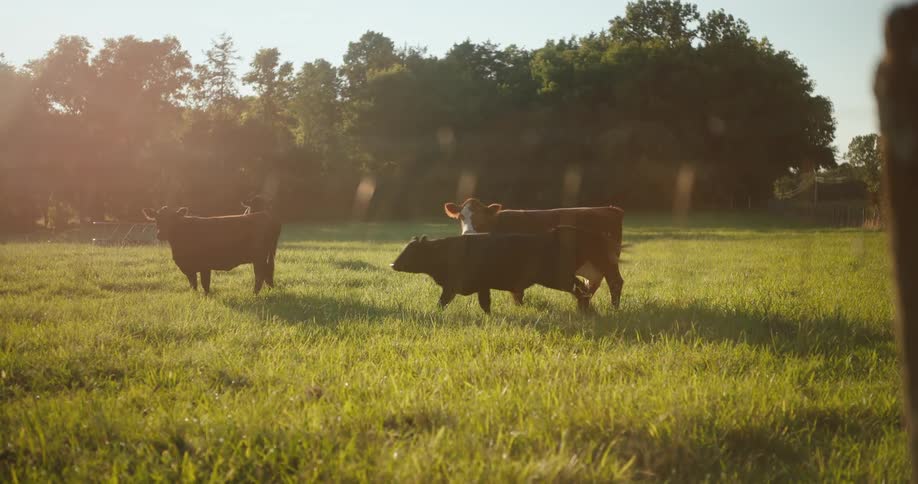 A group of brown cows stands in a grassy pasture during sunset while a young calf runs across the field from right to left all captured in a wide shot with warm golden sunlight and a background of dense green trees