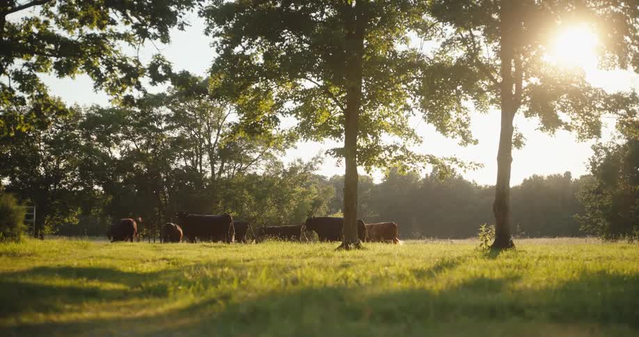 A herd of cattle grazes in a sun drenched grassy field shaded by large trees at a bright sunset
