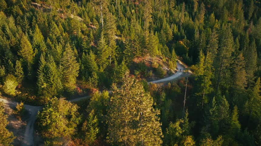 This is a prominent lightcolored curvilinear line that snakes through the center and right side of the frame it features a sharp hairpin or ushaped curve contrasting sharply against the dark green of the surrounding forest