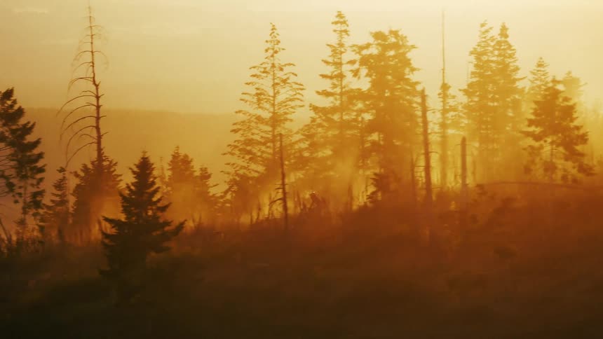The man rides his dirt bike through the forest at sunrise