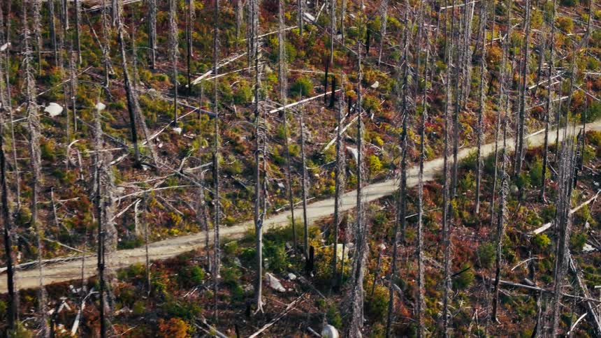 Biker riding a motorcycle on a road surrounded by trees on a slope outdoors during day time