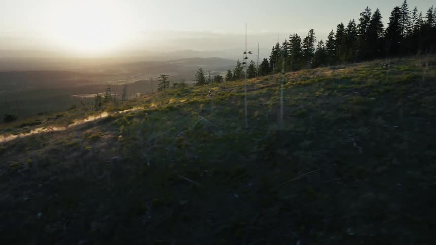 A forest is growing high on a mountain