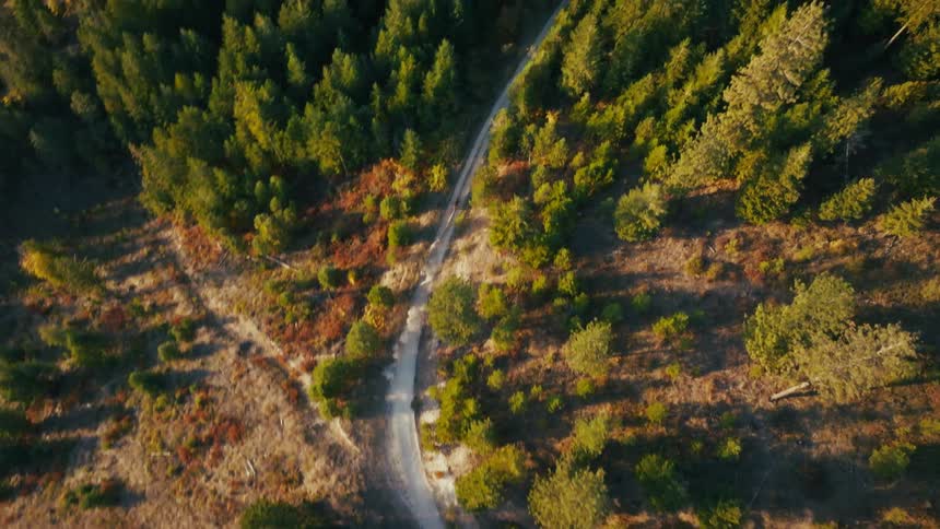 A cyclist travels along a dirt road through a dense evergreen forest during the golden hour