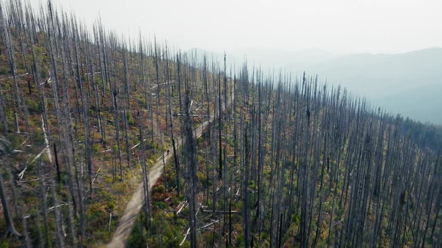 A man on a motorcycle is riding on a dirt path through a burned down forest