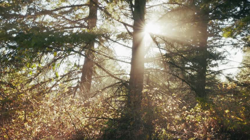 Sunlight filters through dense evergreen branches creating a warm hazy glow across the forest floora mountain biker speeds through the frame kicking up soft light as they navigate the wooded trail