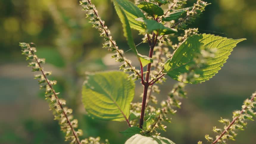 A close up of a plant with some leaves on it