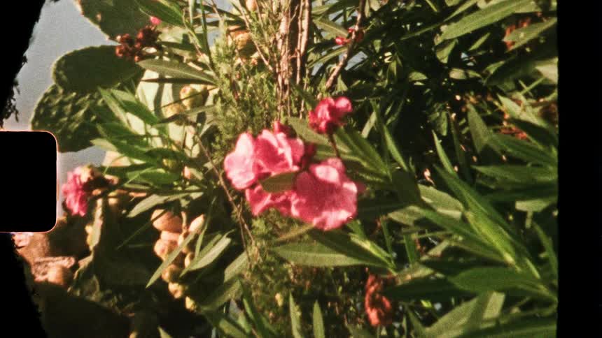 Several small pink flowers blossom from a plant located near a cactus