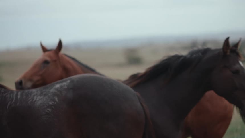 A view of some horses walking around outdoors