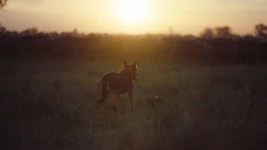 A brown working dog stands in a grassy field at sunset and barks toward a distant herd of cattle