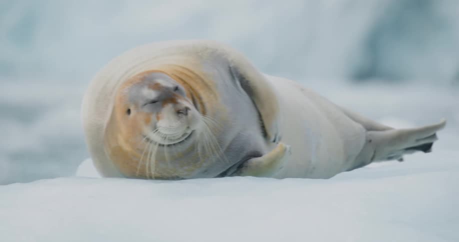 Seal lying on the arctic ice