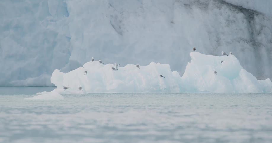 Birds sit on an iceberg floating in the water off the coast of a glacier
