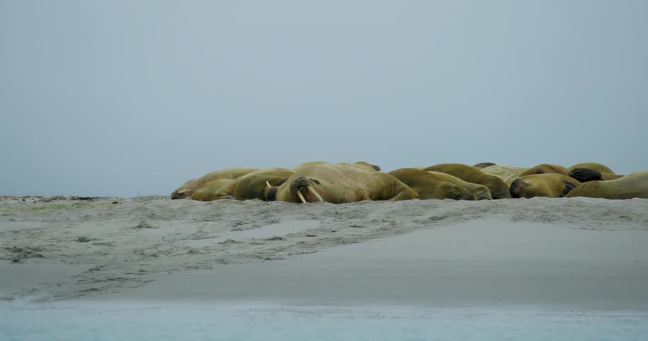 A large colony of walruses lies huddled together on a sandy arctic beach under an overcast skythe camera slowly pans across the group showing the animals resting quietly with their long ivory tusks visible against the pale sand