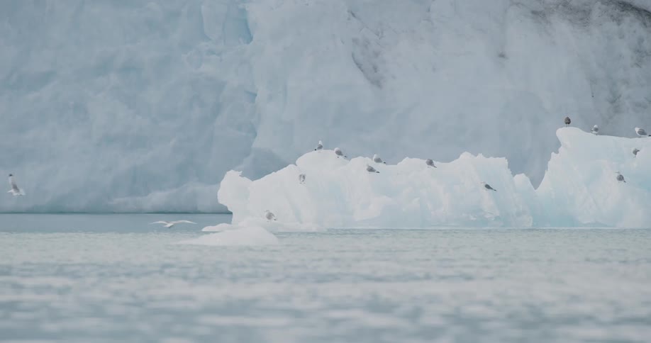 Floating ice block with birds perched on top in front of a glacier wall