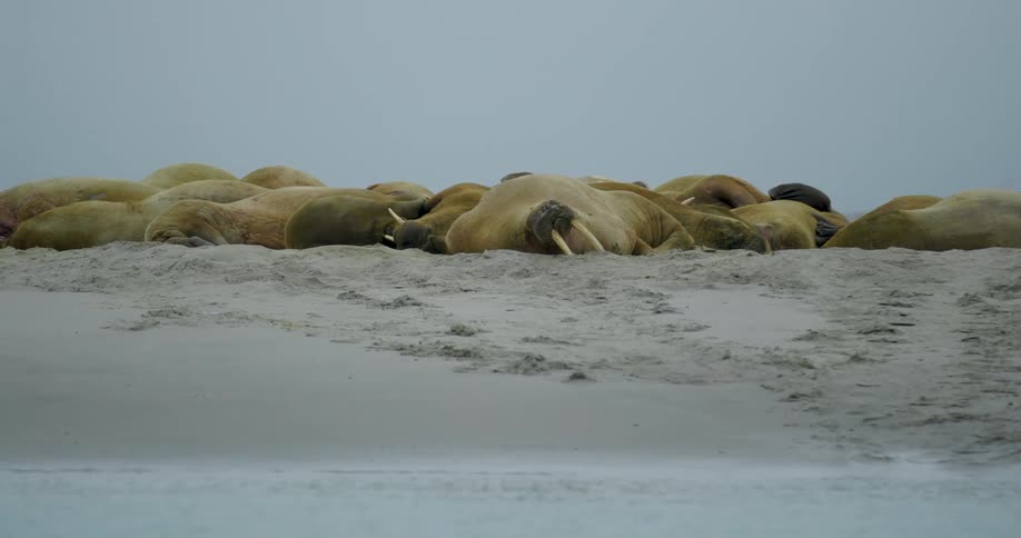A large herd of walruses lies huddled together on a sandy beach under a grey overcast sky
