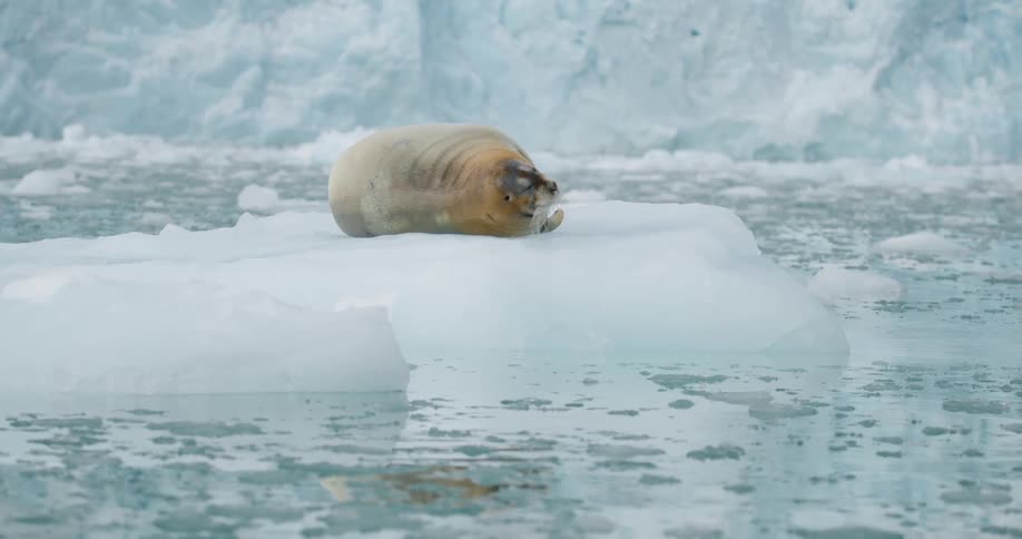 A seal rests quietly on a small flat iceberg drifting through arctic watersin the background a massive glacial wall of blue ice towers over the calm icy sea