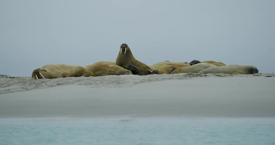 The walrus sleep on the beach