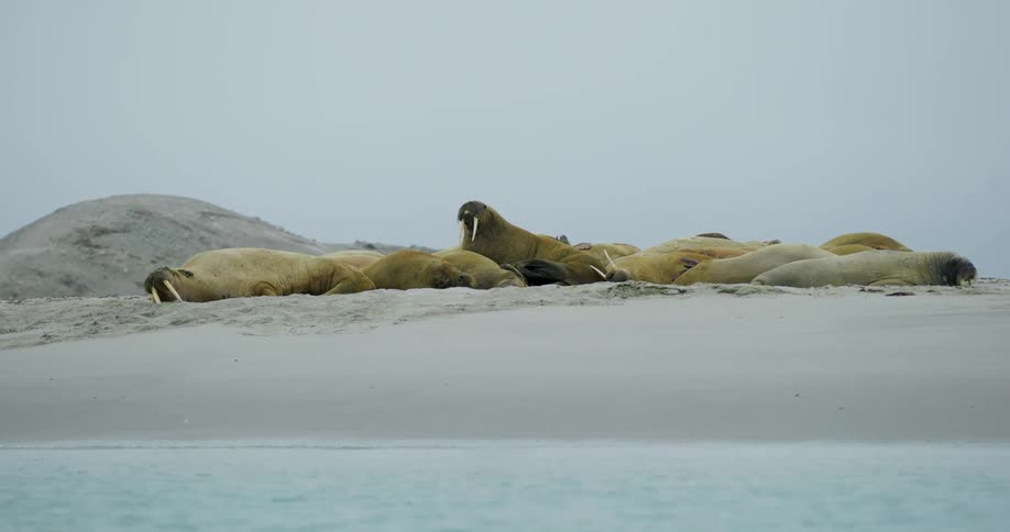 A group of walruses lies resting together on a sandy arctic beach near the shoreline