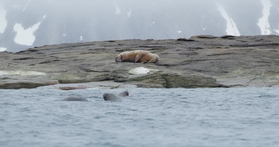 Walrus lying on a coastal rock formation above cold water with ice in the background
