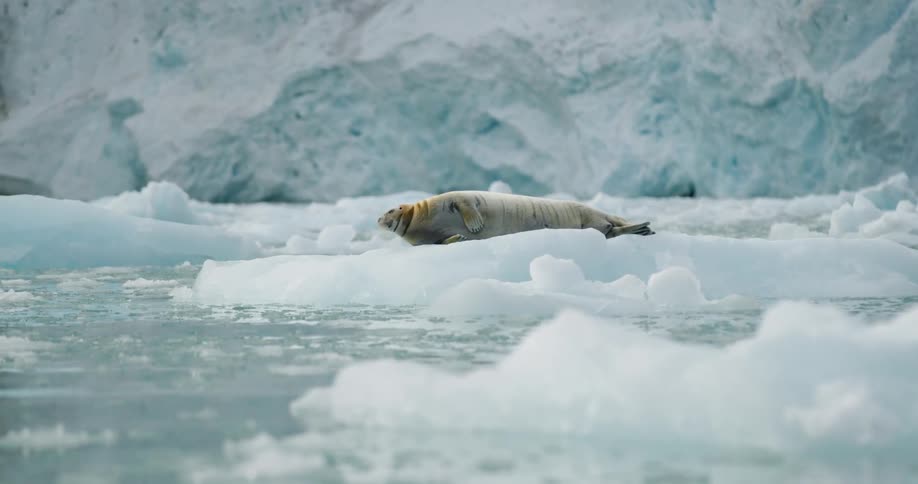 Seal lying on a floating ice block surrounded by cold water and a glacier in the background