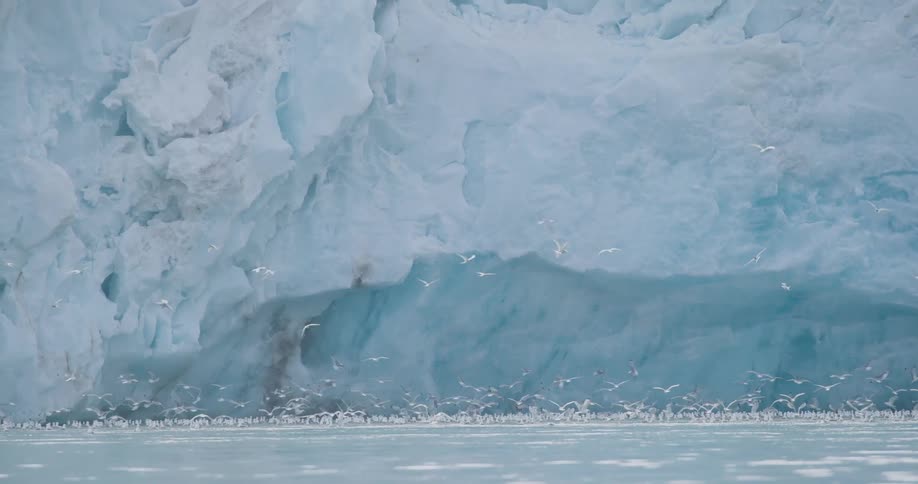 Blue ice wall with a large concentration of birds over the water surface at its base