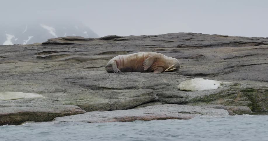 A walrus resting on a large rock
