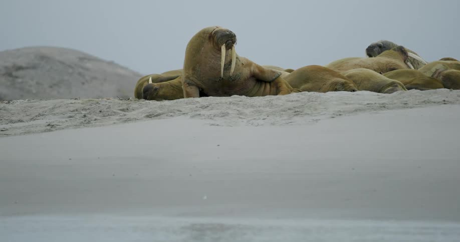 Some walruses outdoors on ice