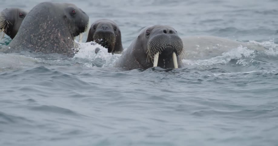 A group of walruses with long tusks swims and splashes in choppy dark water