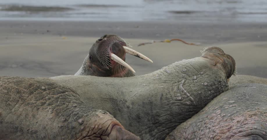A massive walrus raises its head from a resting pod on a sandy shore displaying long ivory tusks and stiff whiskers against a backdrop of gentle ocean waves