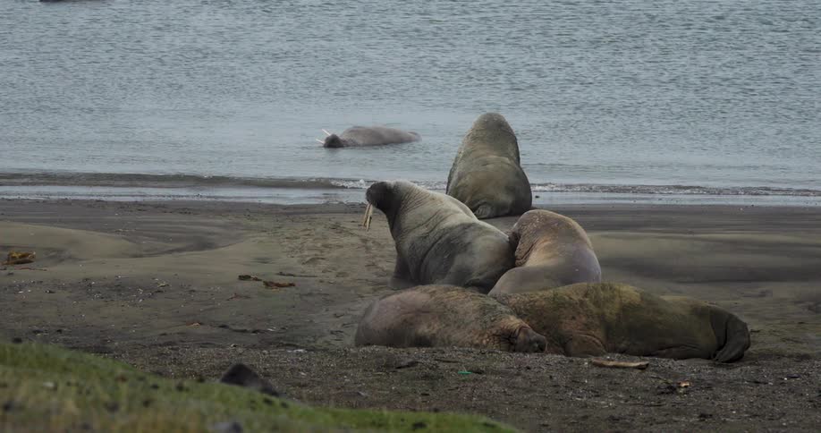 Several walrusus on the shore