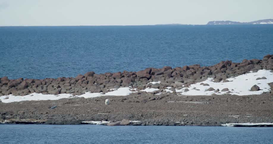 A polar bear walks slowly across a rocky snowdusted shoreline bordering a deep blue sea in the distance a flattopped island sits on the horizon beneath a clear sky