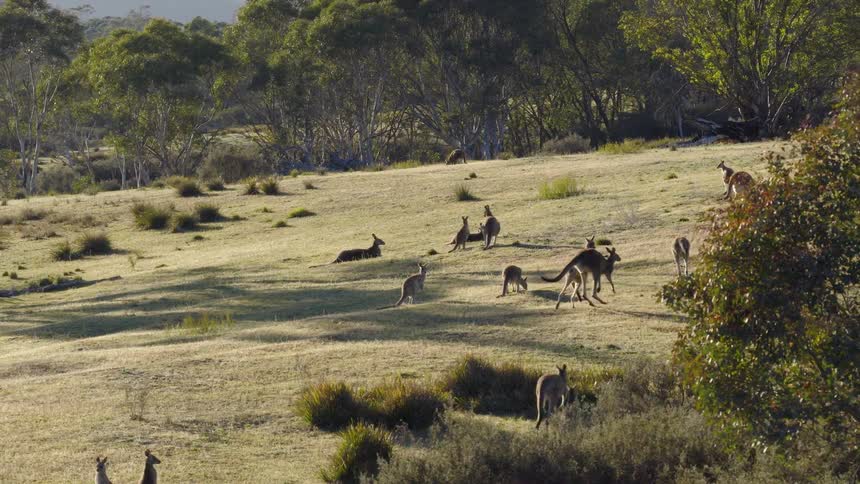 Group of kangaroos scattered across a grassy hillside with low vegetation and trees in the background