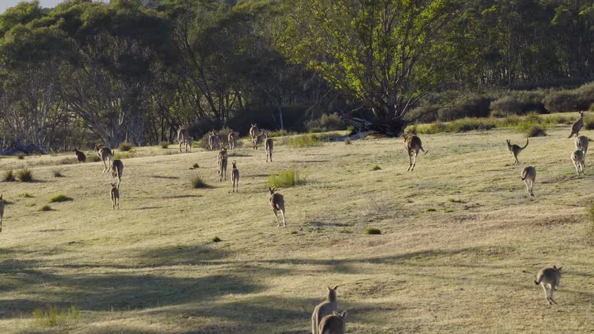 A large mob of kangaroos hops across a sunlit grassy field toward a line of treesthe scene captures the animals rhythmic movement through a rural australian landscape during the golden hour