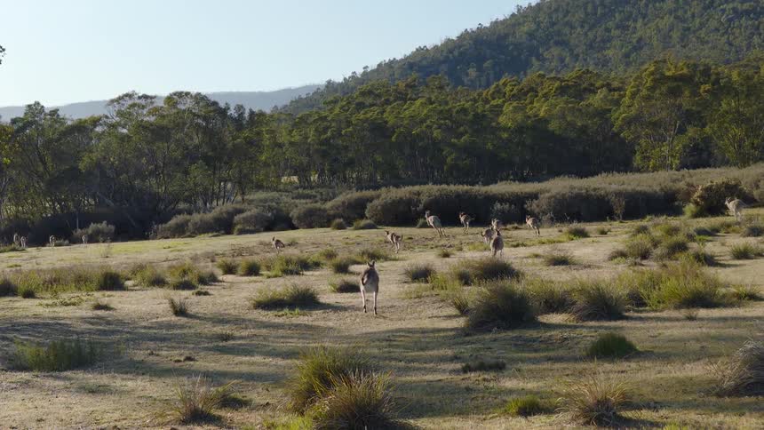 A group of kangaroos hops across a vast grassy field near a line of dense green trees and a mountain under a clear sky