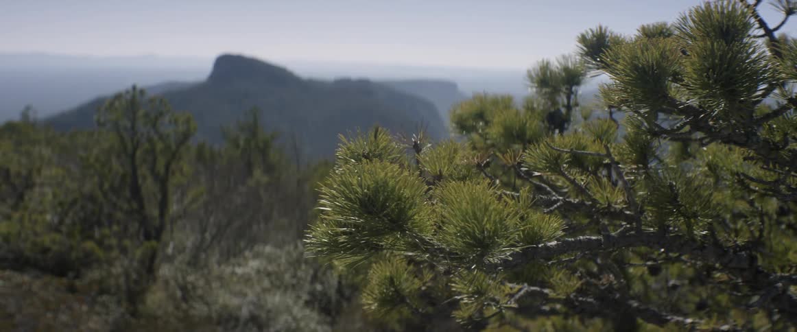 Trees grow in the wilderness
