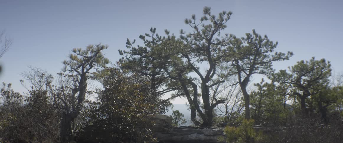 Tree branches sway in the breeze