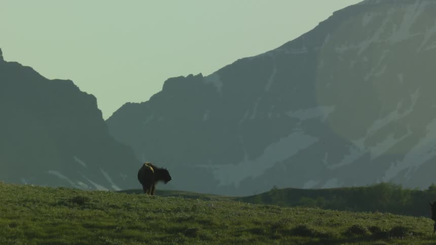 Bison in a pasture with another bison nearby and mountains and a valley on the background outdoors during day time
