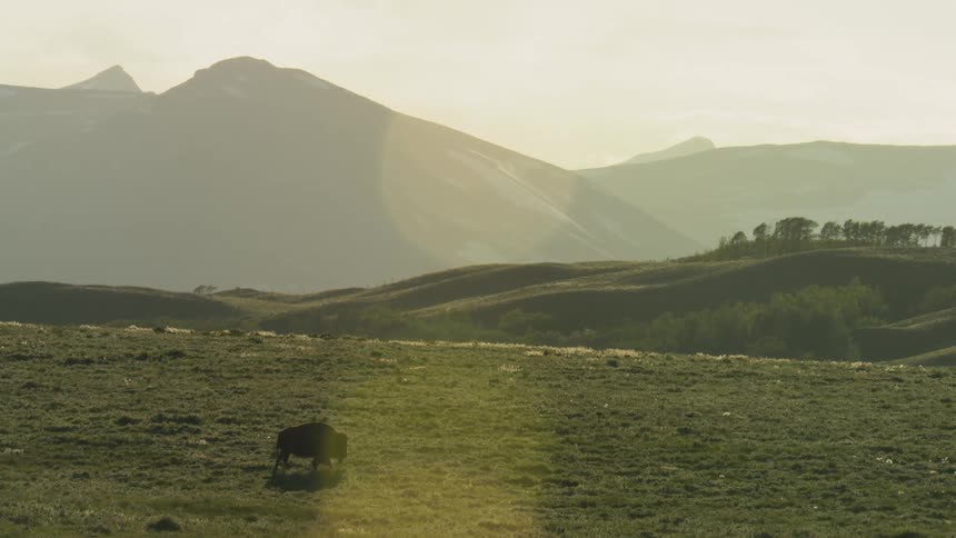 A lone bison wanders across a vast sundrenched meadow situated at the foot of massive hazy mountains the soft evening light illuminates the grassy landscape highlighting the rolling hills and a distant line of trees