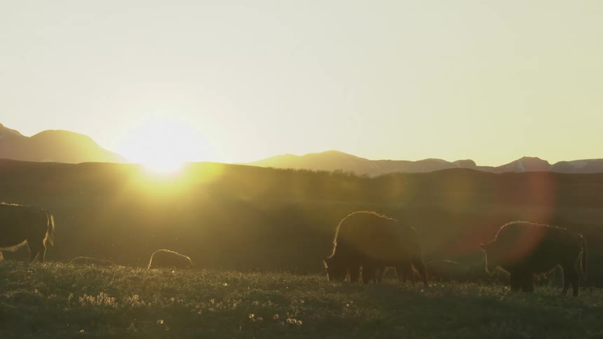 A herd of bison grazes peacefully in a vast field as the sun sets behind a distant mountain range the golden hour light creates a warm glow and casts long shadows across the rolling landscape