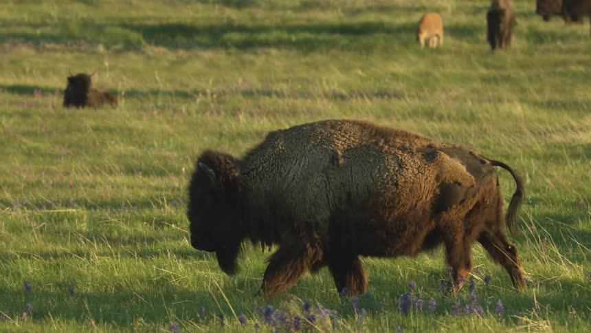 Buffalo walking across a field with bison and calves grazing