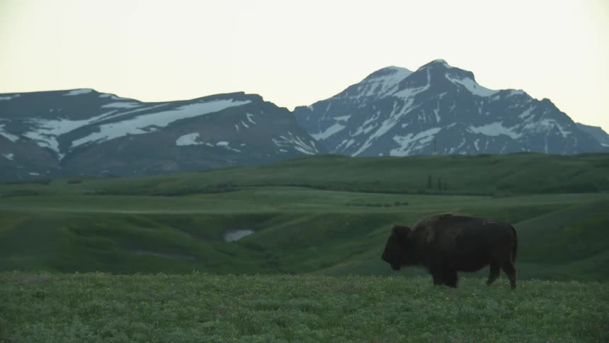 American buffalo walk across the hilly terrain near the mountains