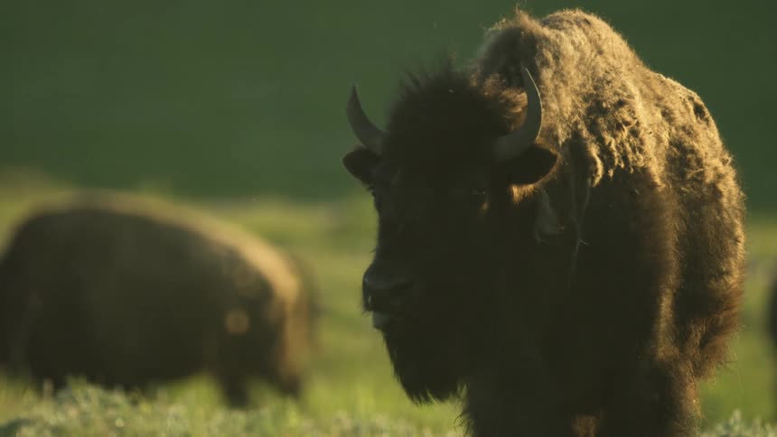 Bison in the foreground walks across grassy land with another in the background