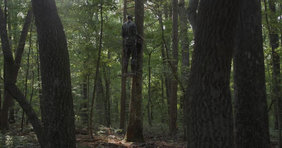 A man climbs a tree in the woods