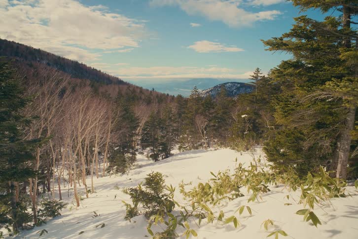 A static wide shot captures a snow covered mountain slope filled with evergreen and leafless birch trees under a blue sky with scattered clouds