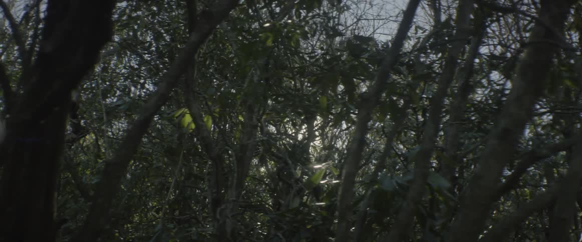 Sunlight filters through tall trees