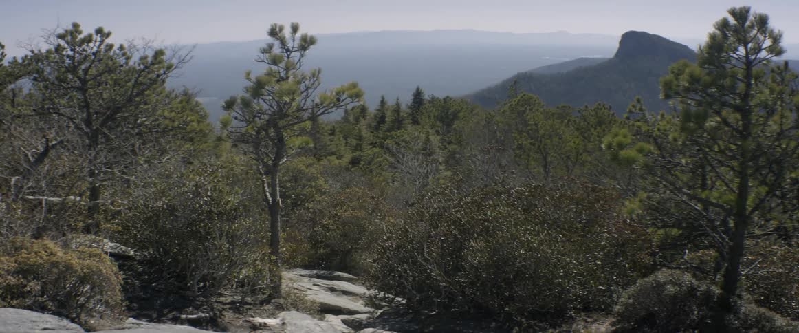 Trees on a rock hill