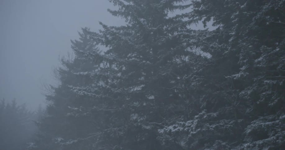 Heavy snow is falling in the forest
