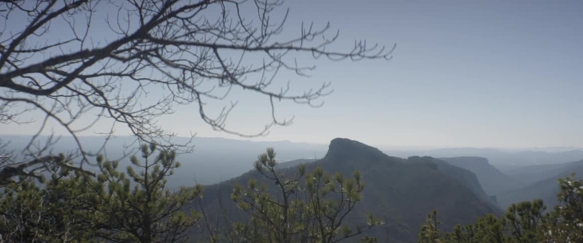 Branches sway in the breeze atop a mountain