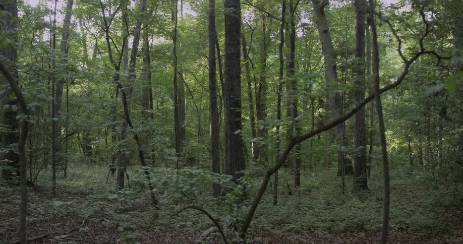 Trees tower above in the woods